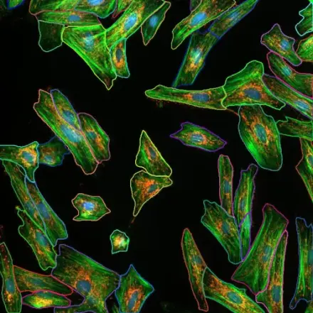 Cell Morphology